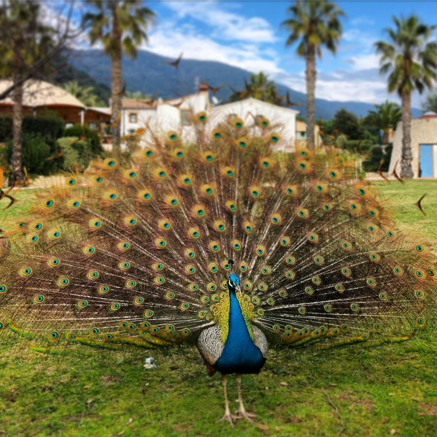 Can Jordi Del Montnegre Villa Sant Iscle De Vallalta Luaran gambar